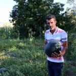 oltuda-yerli-karain-karpuzlari-sofralarda-lSIN3fQn.jpg
