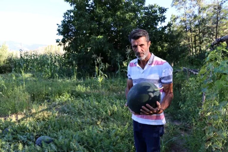 oltuda-yerli-karain-karpuzlari-sofralarda-lSIN3fQn.jpg