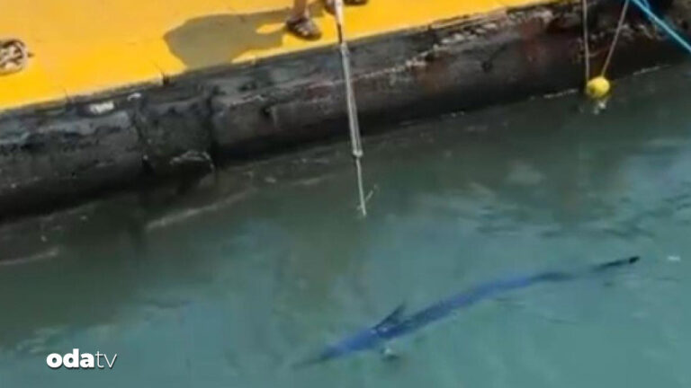 mavi-yelken-baligini-vurana-ceza-4R36KS7v.jpg