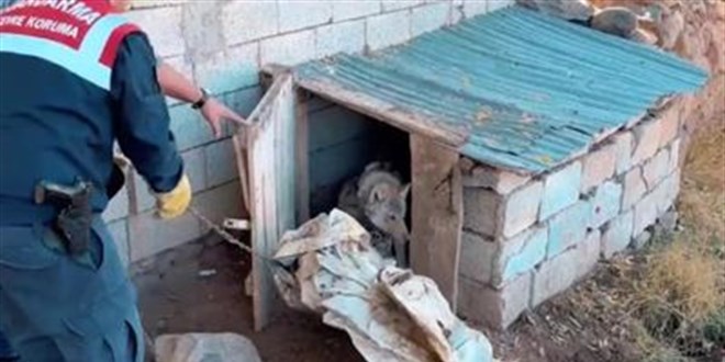 vanda kurdu zincirle baglayan sahsa 81 bin lira ceza kesildi WibasEKv.jpg