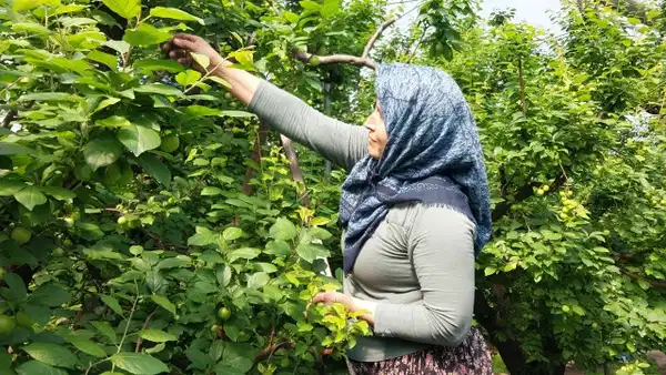Bilecik’te İlk Erik Hasadı Gerçekleşti: 3 Bin 810 Dekar Alan