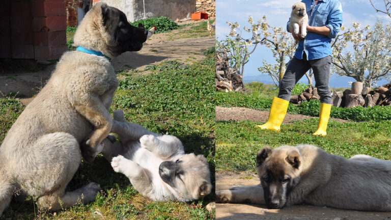 genc-fizyoterapistten-manisada-kangal-yetistiriciligi-hamlesi-pORcdGvW